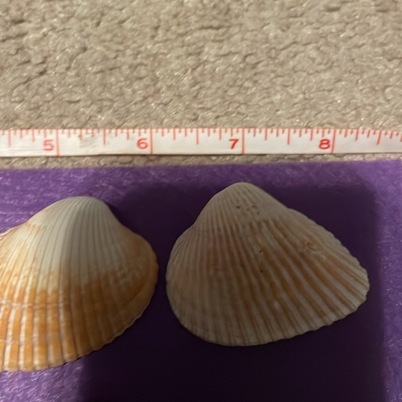 Seashell bundle - Picture 5 of 5